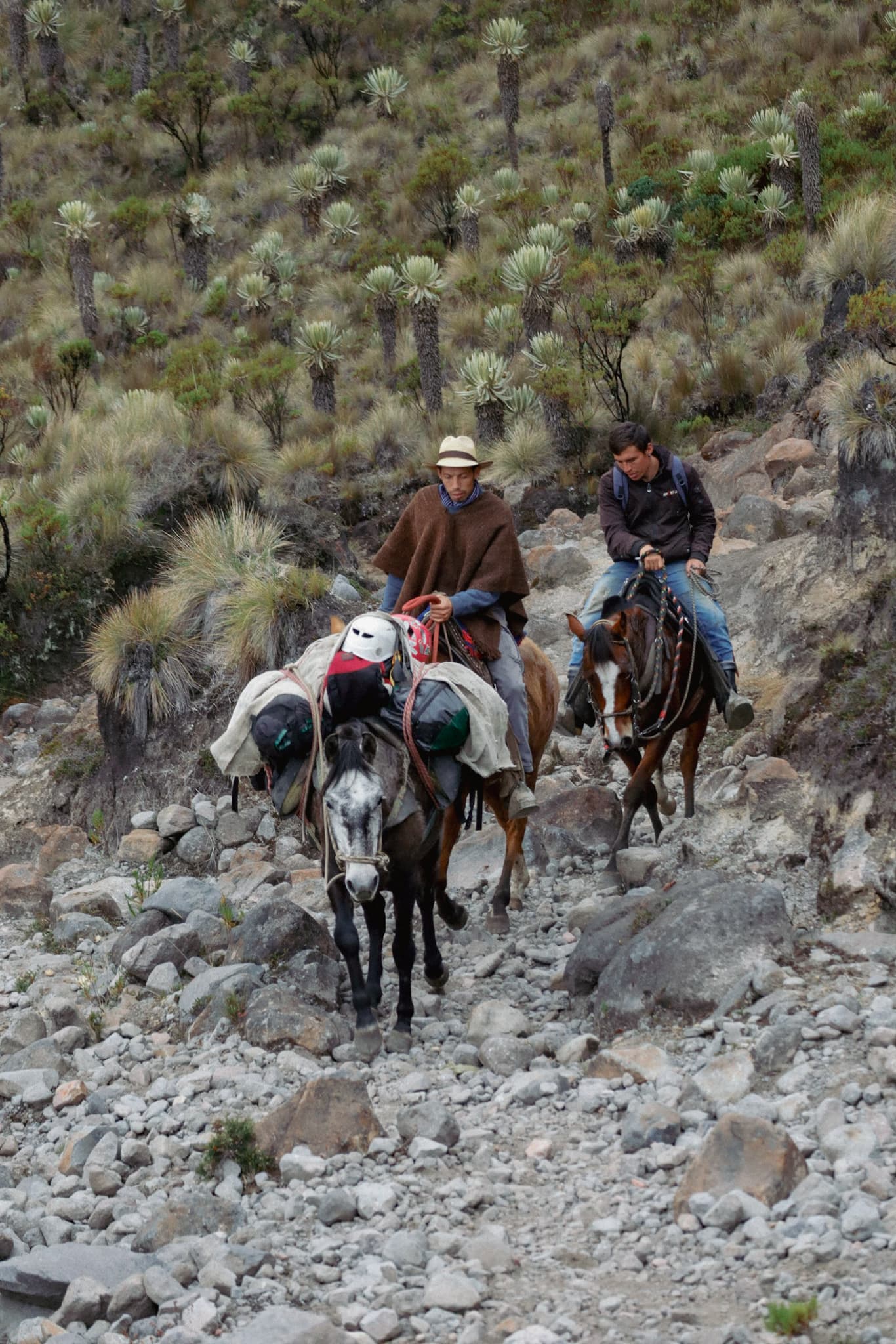 Paramillo del Quindío - Páramo